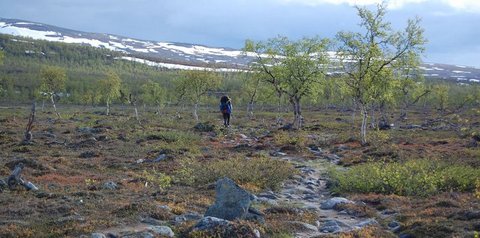 Björkskog längs Padjelantaleden