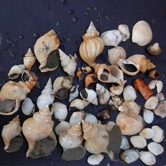 Marine molluscs found in sediments on Taymyr